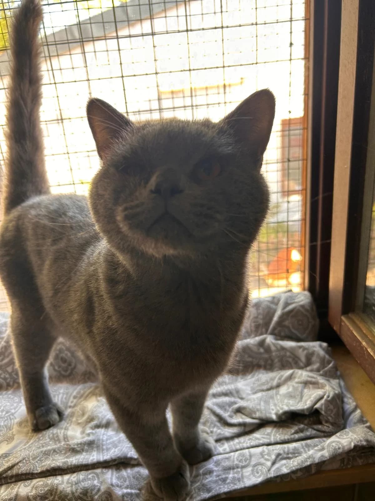 Amadeus, male 3yo British Shorthair for adoption at Tierheim Ludwigshafen, Ludwigshafen/Rheim