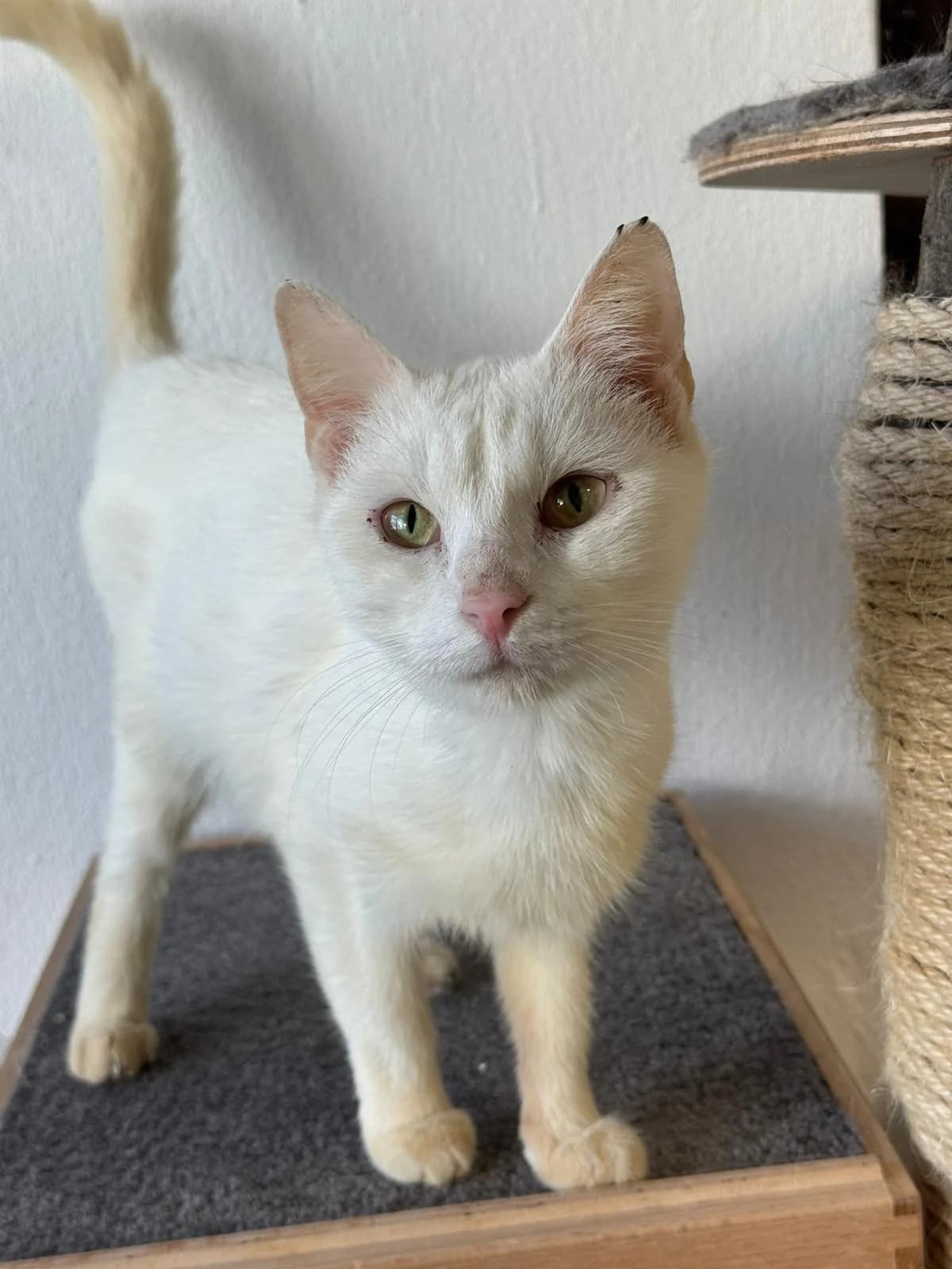 Amidala, female 3yo European Shorthair for adoption at Tierheim Ludwigshafen, Ludwigshafen/Rheim