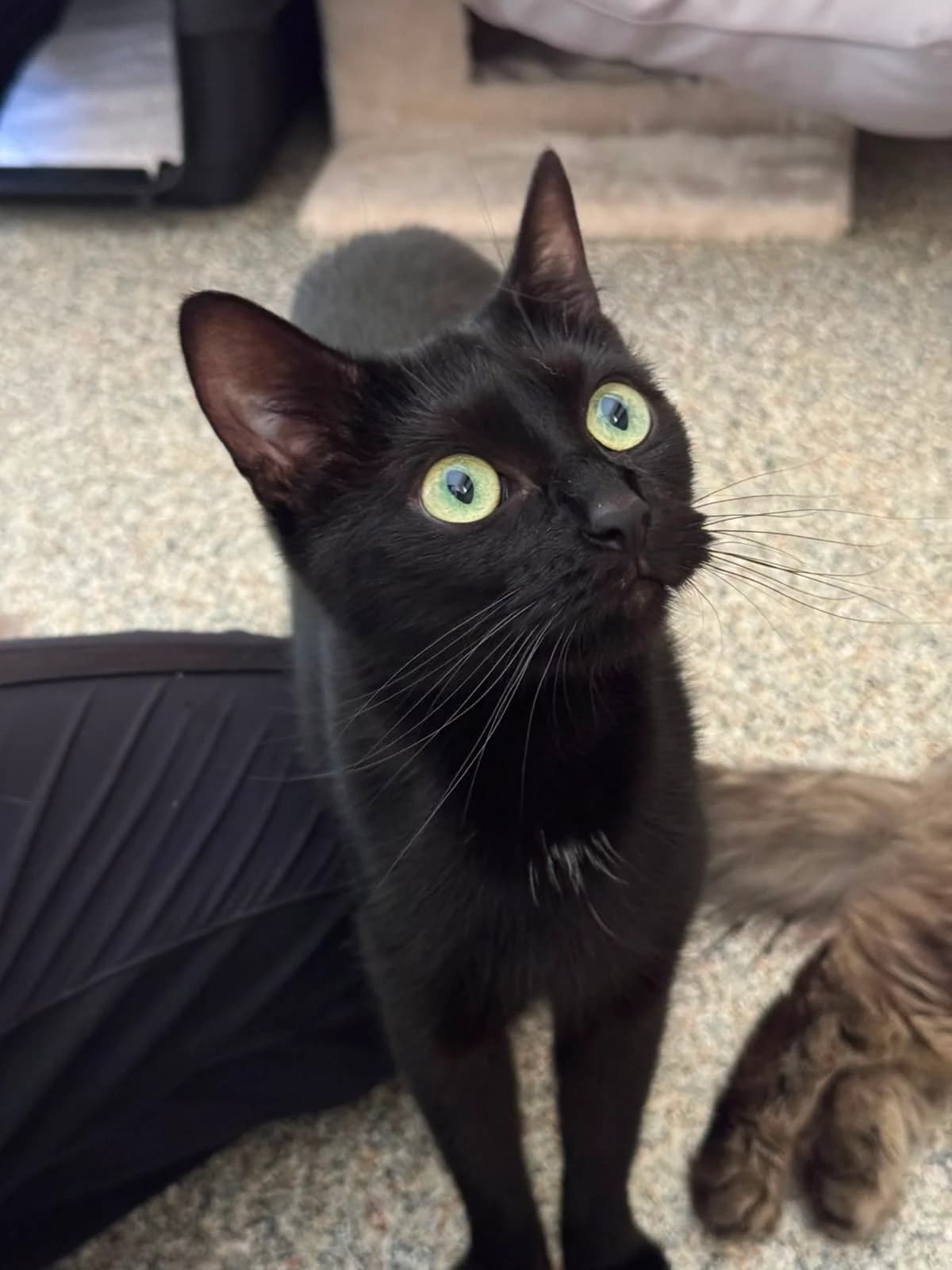 Anaya, female 4yo European Shorthair for adoption at Tierheim Ludwigshafen, Ludwigshafen/Rheim