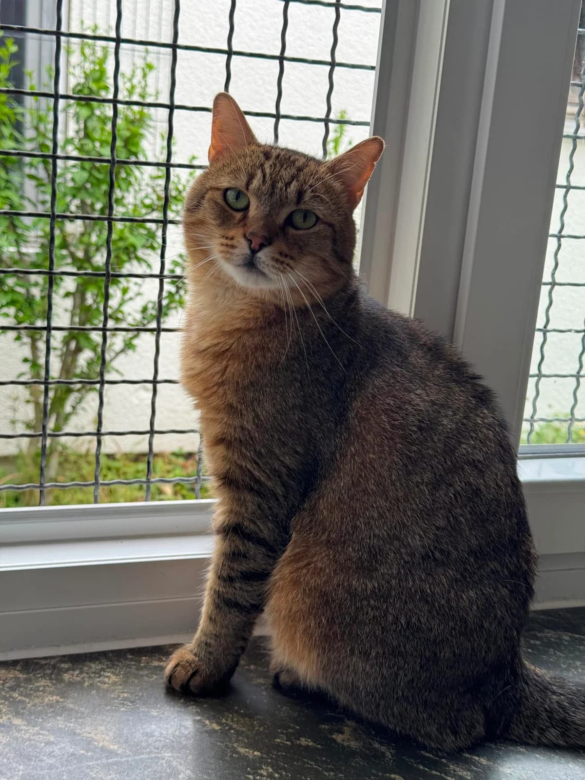 Anilin, male 3yo European Shorthair for adoption at Tierheim Ludwigshafen, Ludwigshafen/Rheim