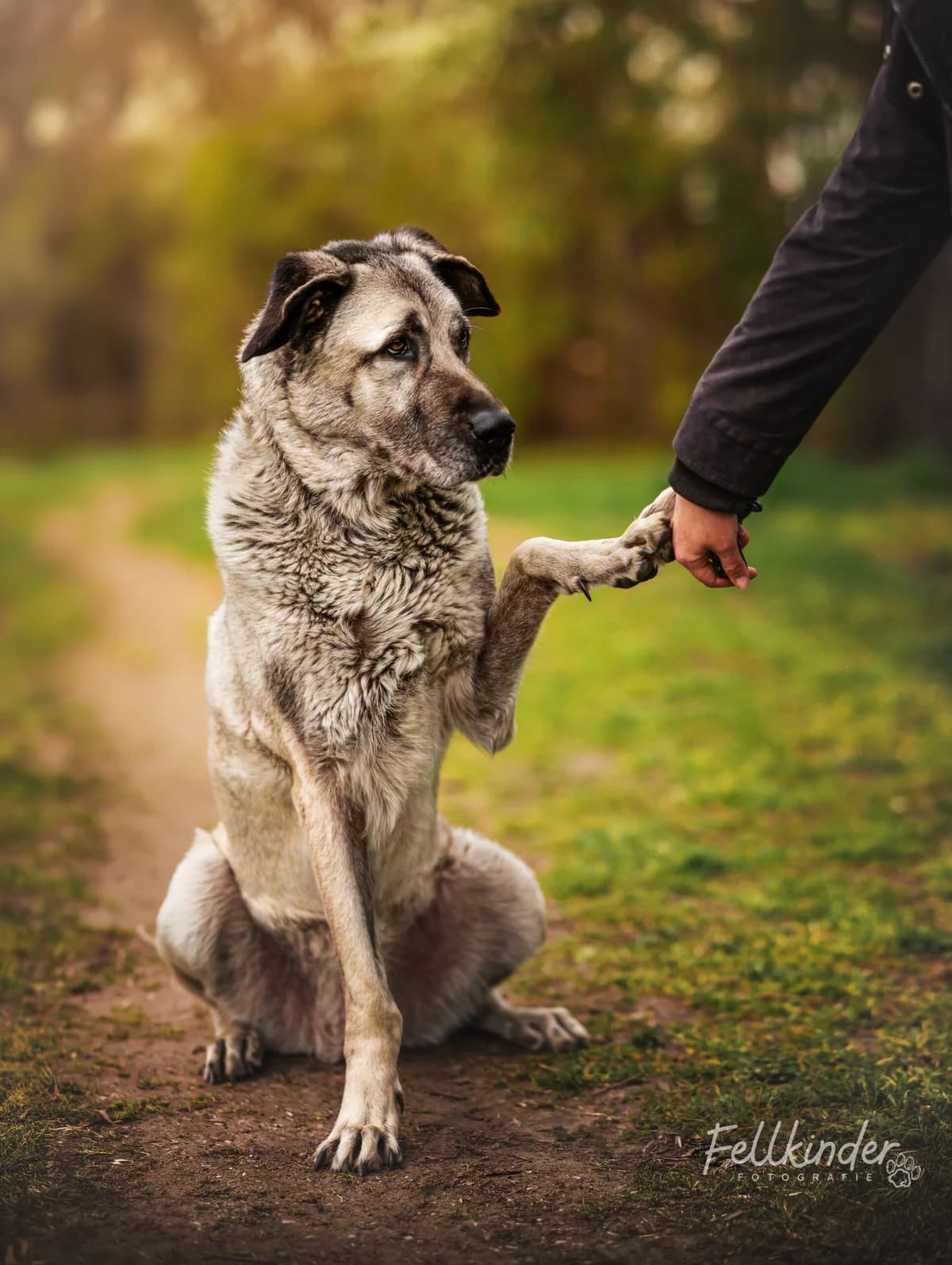 Annika, female senior Kangal for adoption at Tierheim Ludwigshafen, Ludwigshafen/Rheim