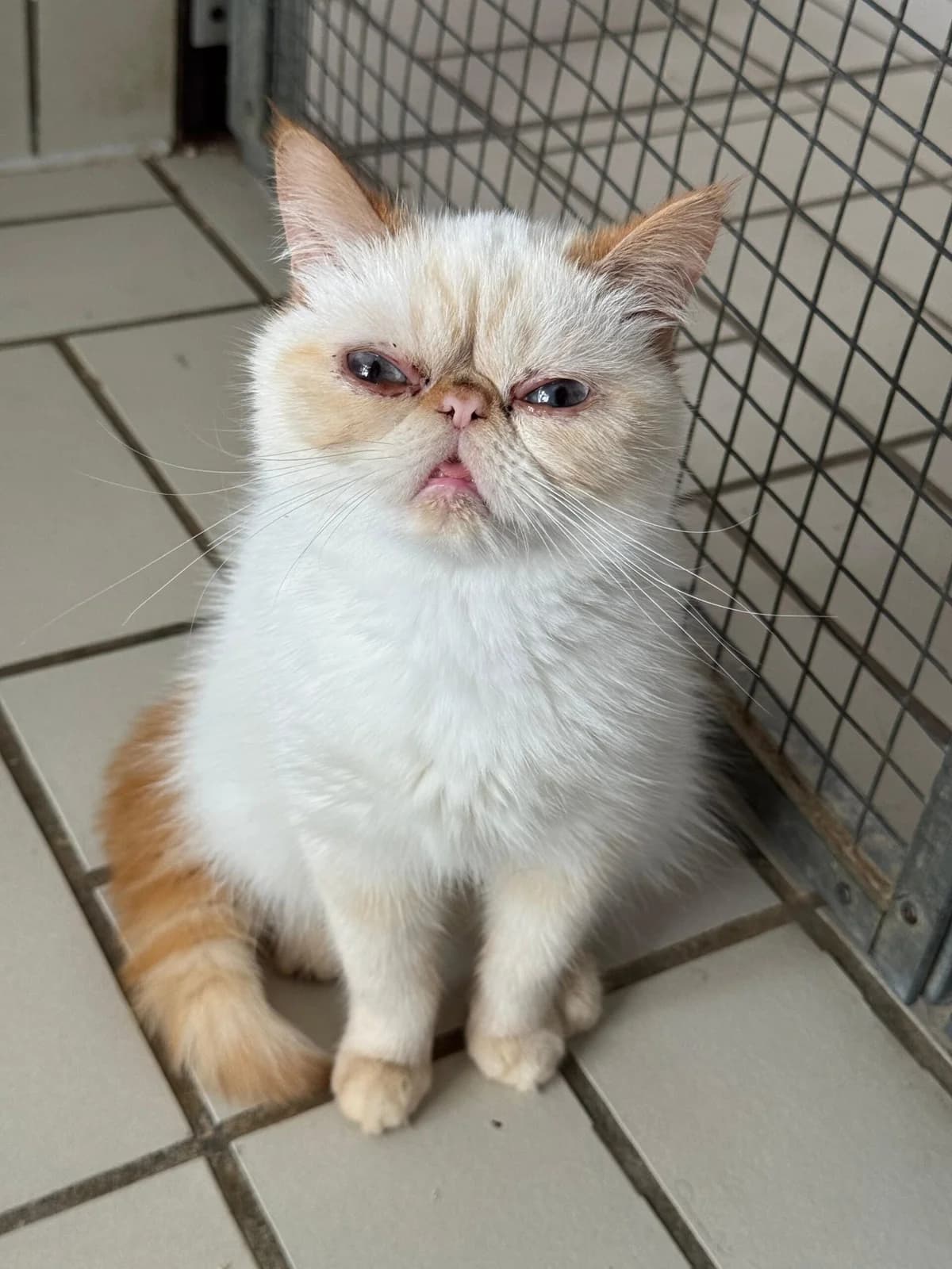 Aprikose, female young mixed breed for adoption at Tierheim Ludwigshafen, Ludwigshafen/Rheim