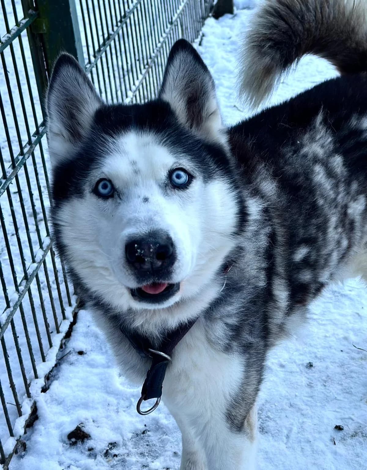 Arktos, male senior Husky for adoption at Tierheim Ludwigshafen, Ludwigshafen/Rheim
