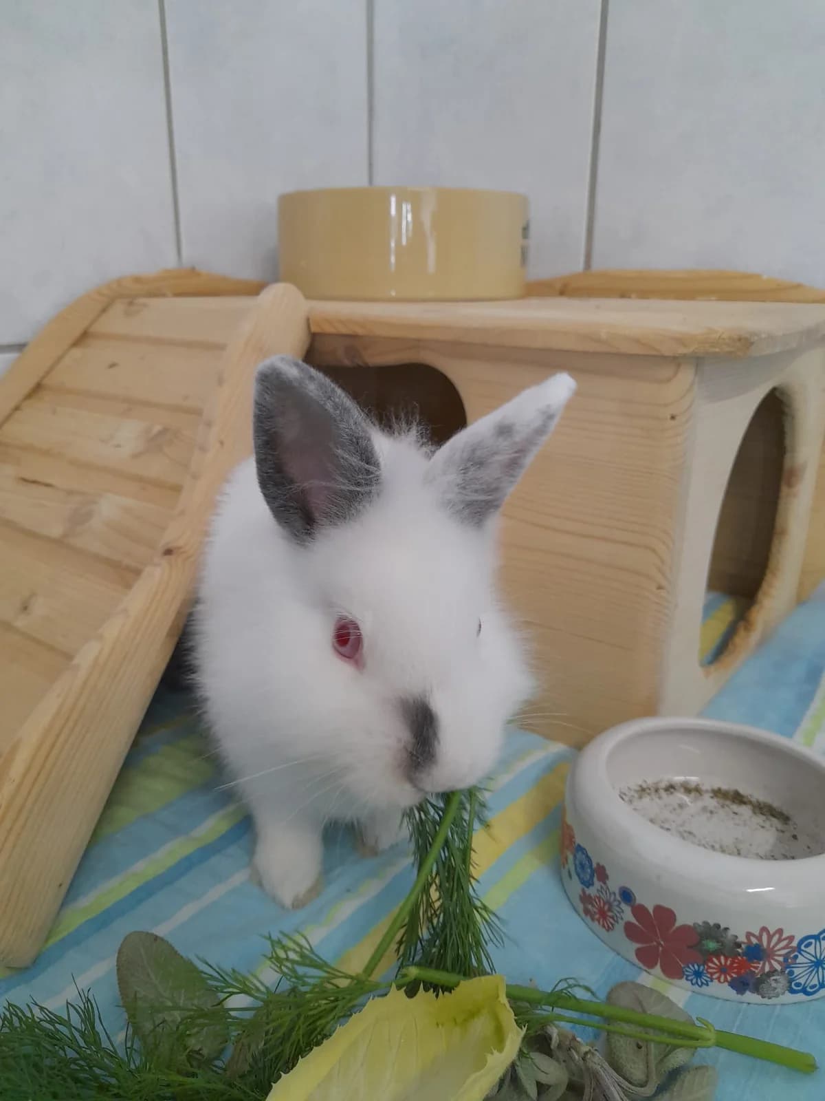 Artem, male Mixed Breed for adoption at Tierheim Ludwigshafen, Ludwigshafen/Rheim