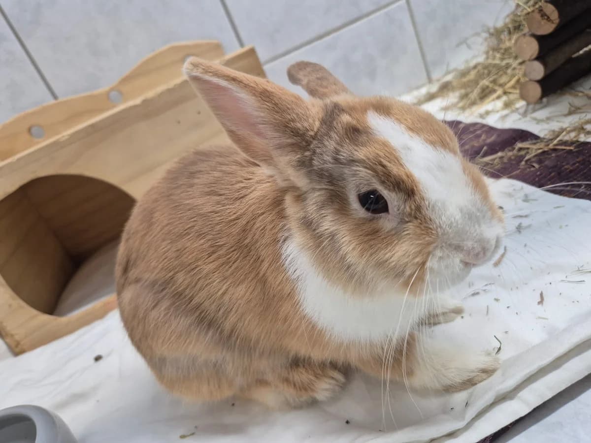 Bambus, male mixed breed for adoption at Tierheim Ludwigshafen, Ludwigshafen/Rheim
