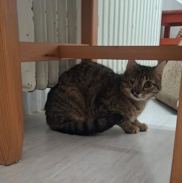 Birke, female young European Shorthair for adoption at Tierheim Ludwigshafen, Ludwigshafen/Rheim