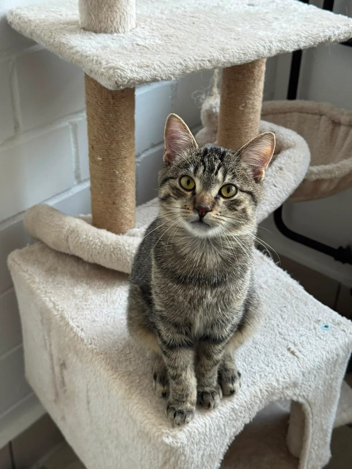 Birne, male puppy European Shorthair for adoption at Tierheim Ludwigshafen, Ludwigshafen/Rheim