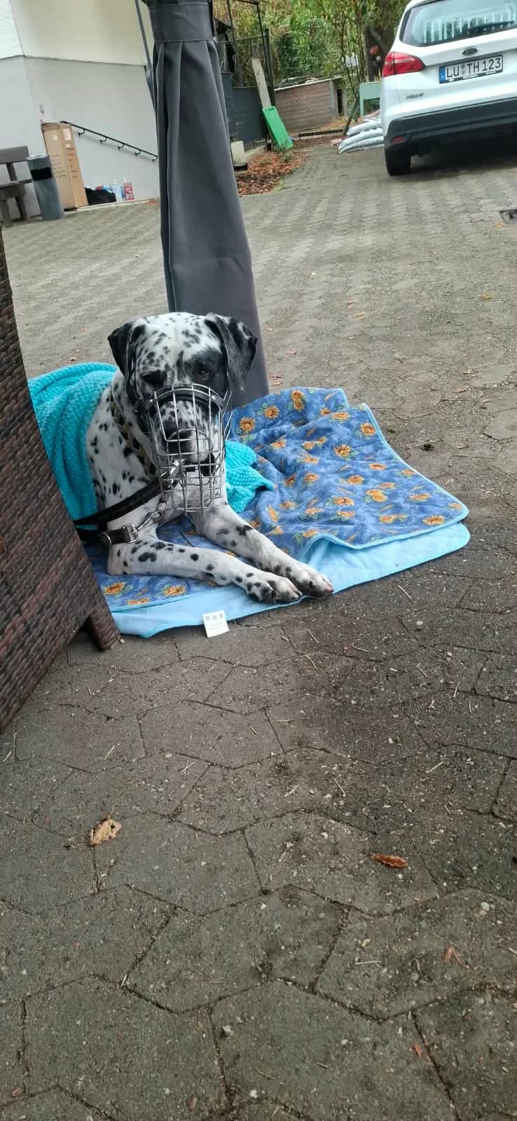 Bruno, male senior mixed breed for adoption at Tierheim Ludwigshafen, Ludwigshafen/Rheim