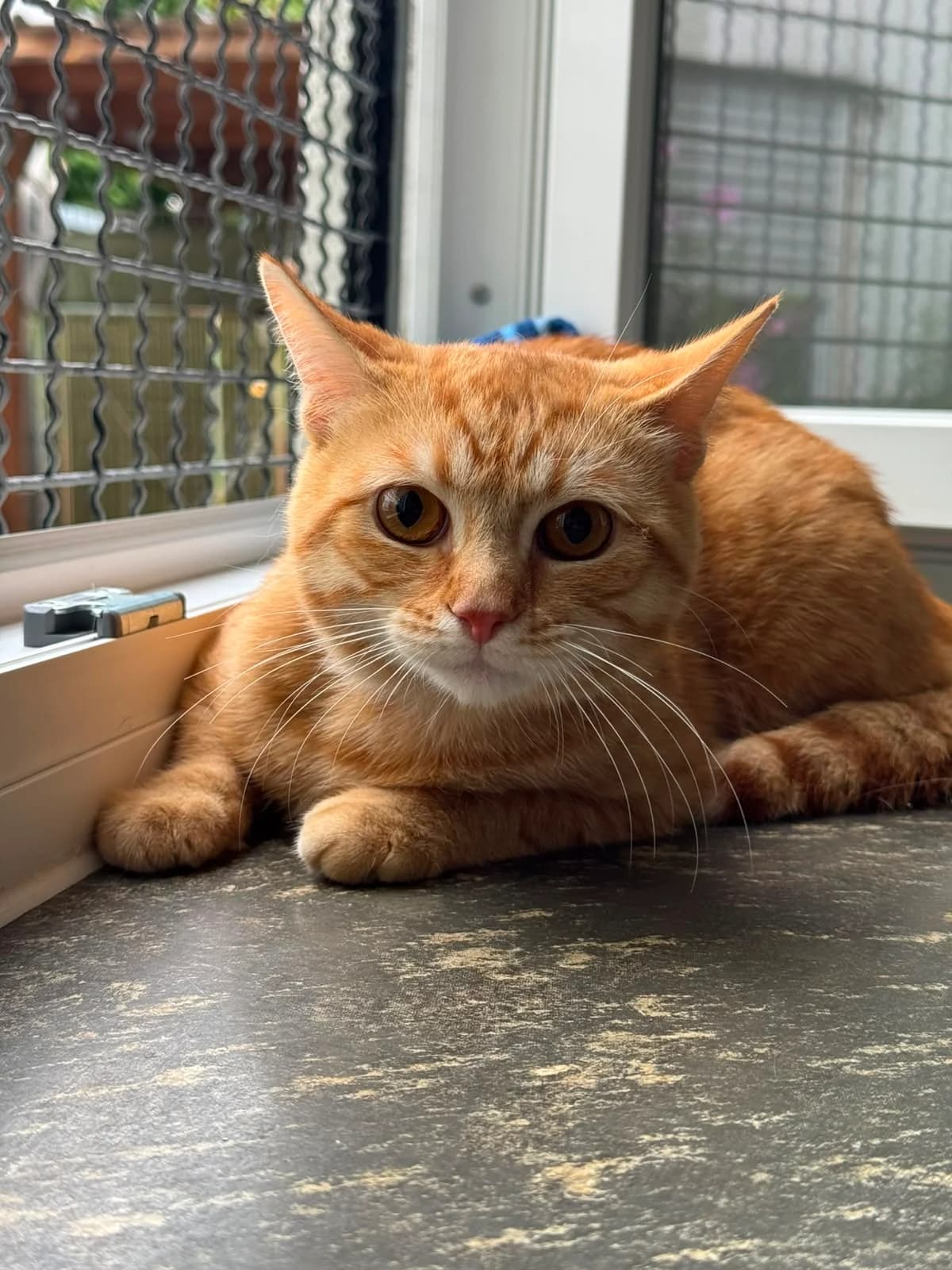 Channel, male European Shorthair for adoption at Tierheim Ludwigshafen, Ludwigshafen/Rheim