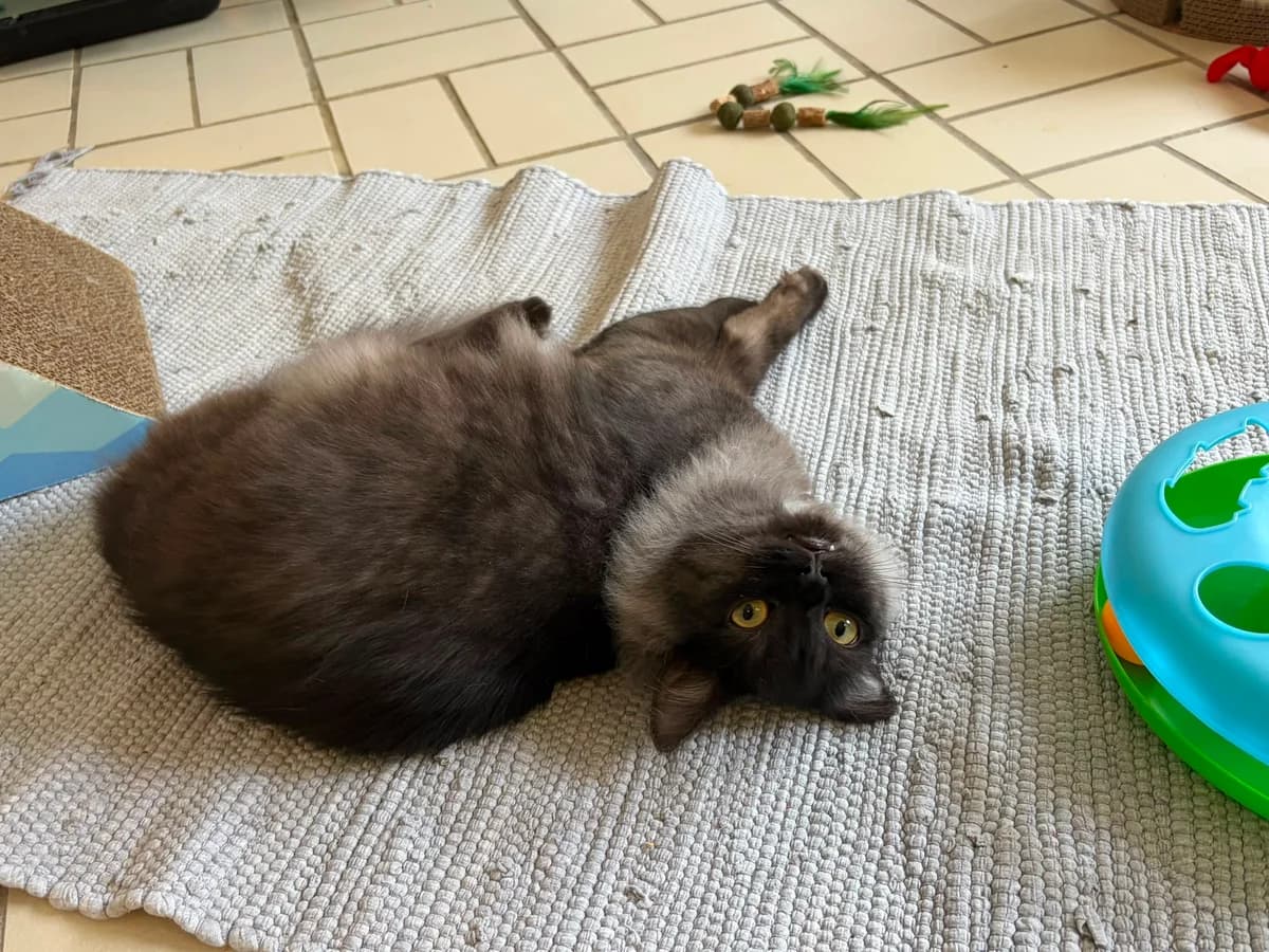 Chimney, male mixed breed for adoption at Tierheim Ludwigshafen, Ludwigshafen/Rheim