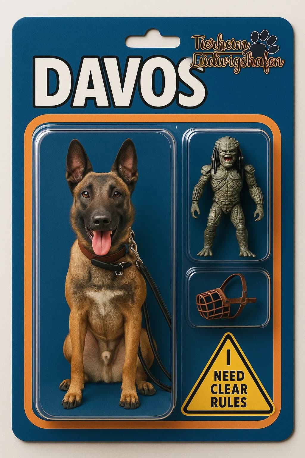Davos, male young Belgian Malinois for adoption at Tierheim Ludwigshafen, Ludwigshafen/Rheim
