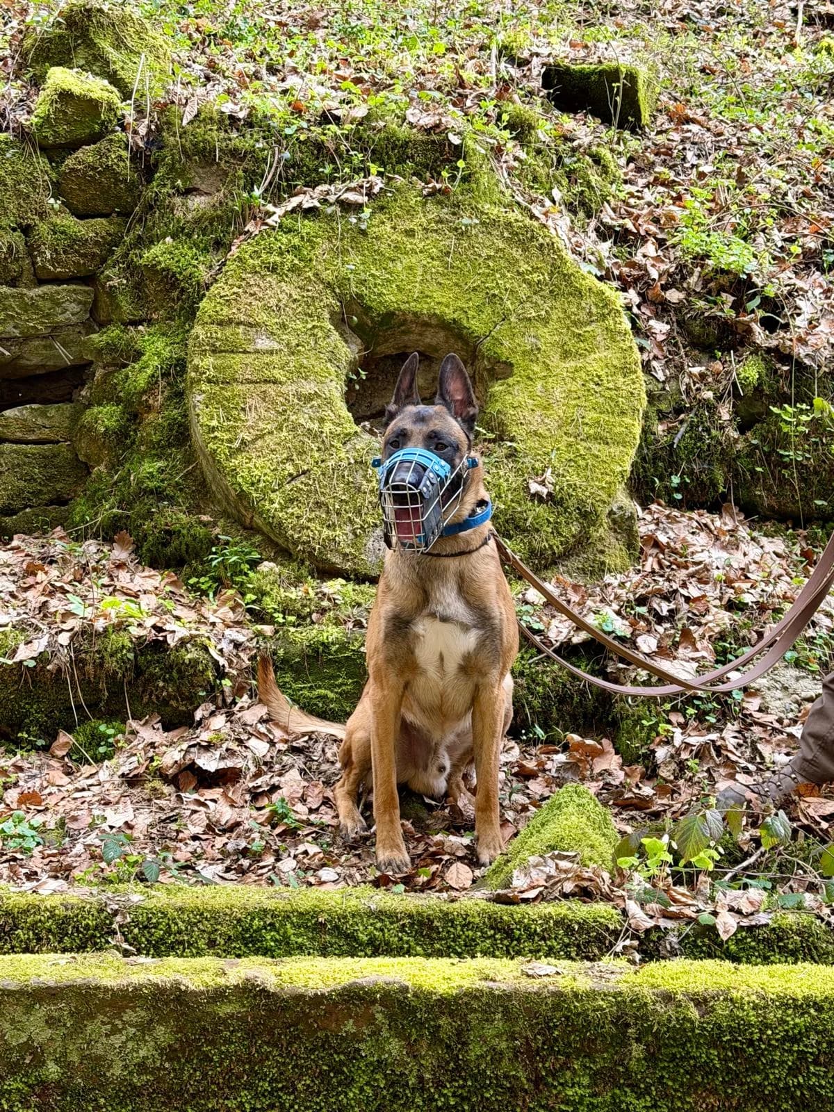 Davos, male young Belgian Malinois for adoption at Tierheim Ludwigshafen, Ludwigshafen/Rheim