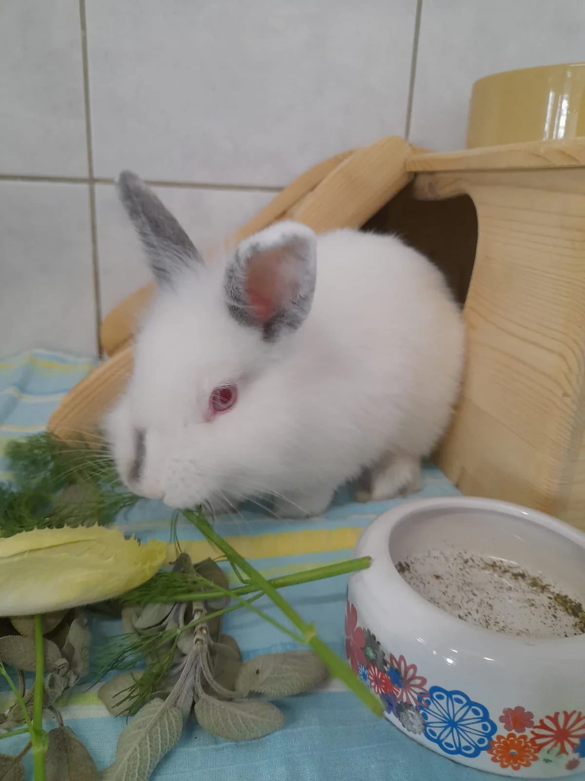Dimi, male Mixed Breed for adoption at Tierheim Ludwigshafen, Ludwigshafen/Rheim