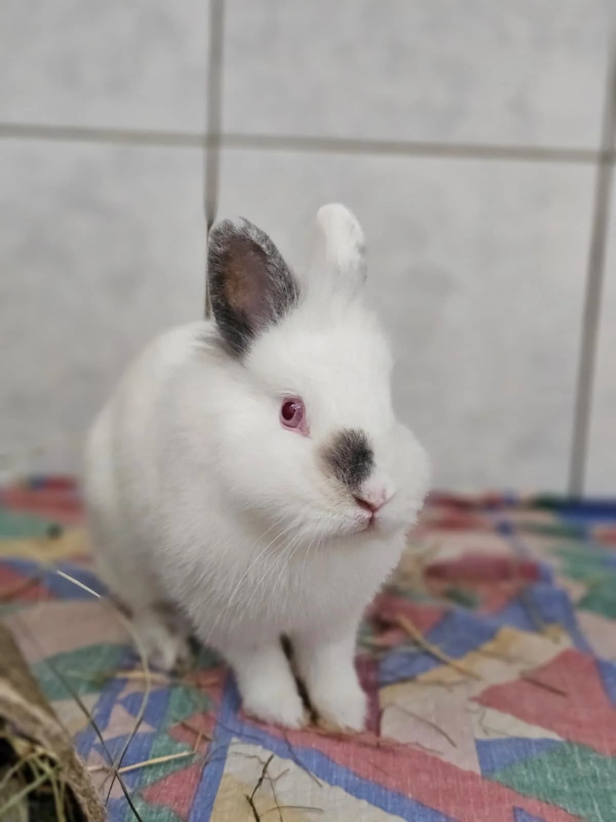 Dimi, male young Mixed Breed for adoption at Tierheim Ludwigshafen, Ludwigshafen/Rheim