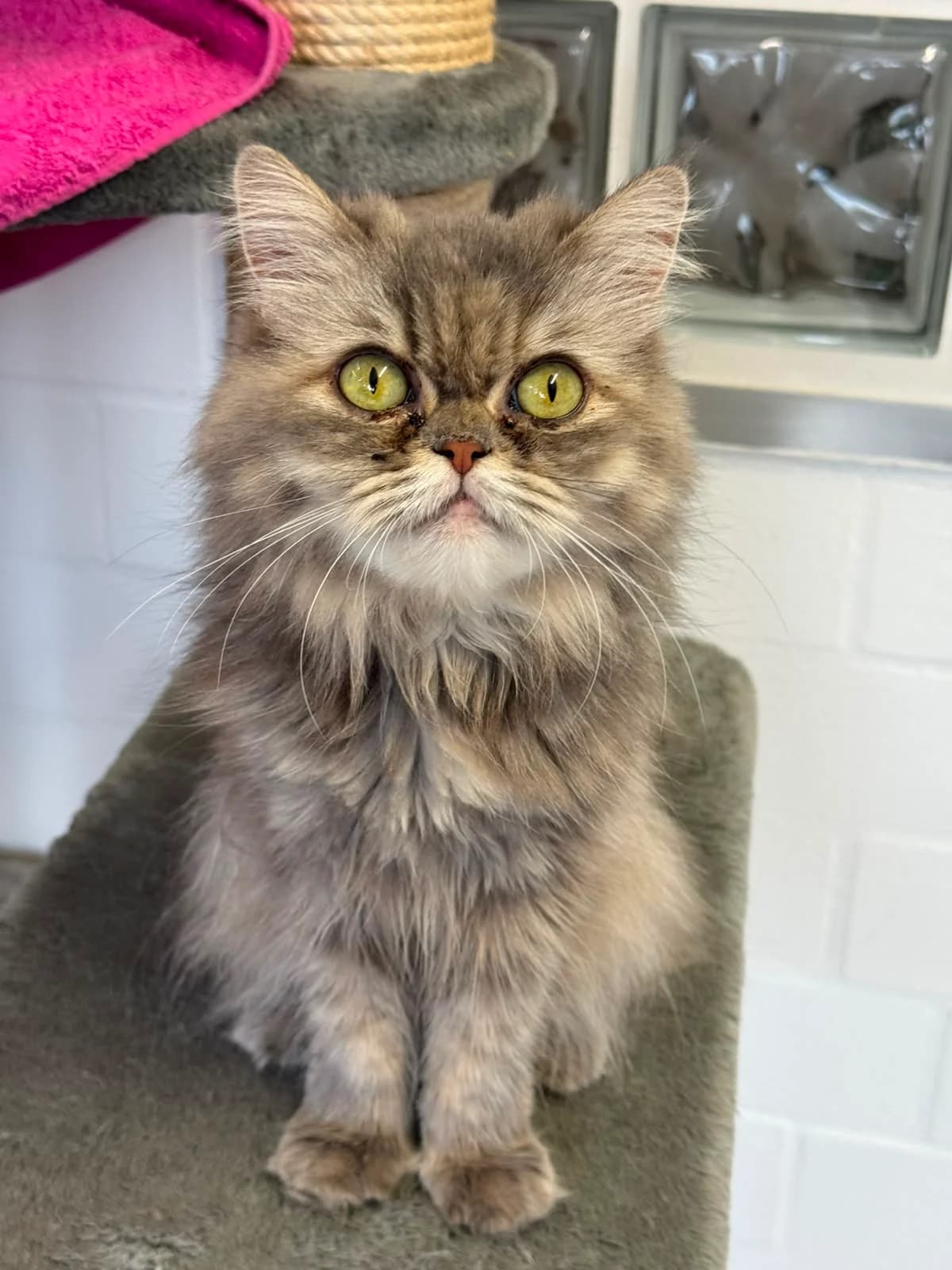Diva, female senior Persian for adoption at Tierheim Ludwigshafen, Ludwigshafen/Rheim