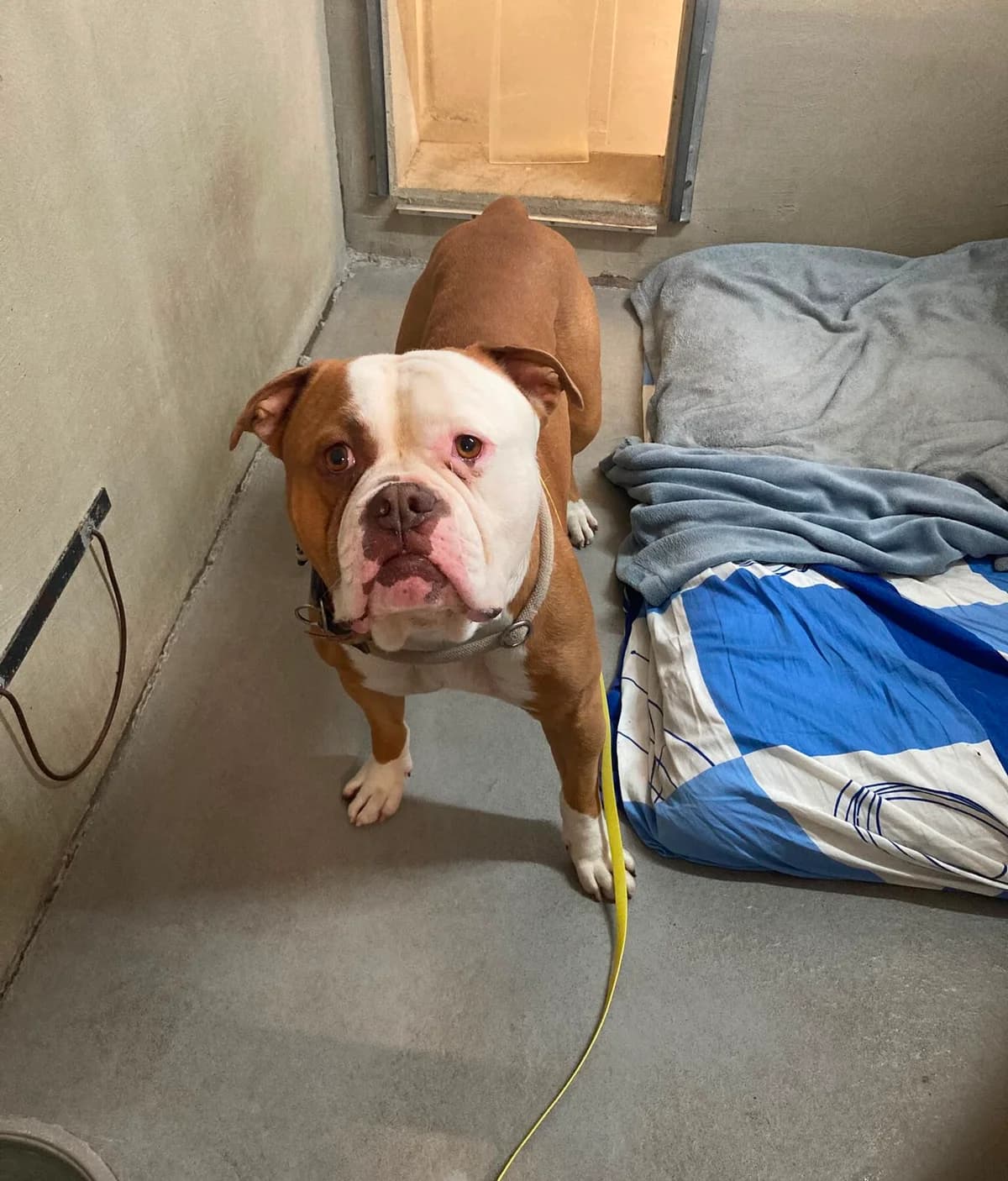 Django, male 4yo English Bulldog for adoption at Tierheim Ludwigshafen, Ludwigshafen/Rheim