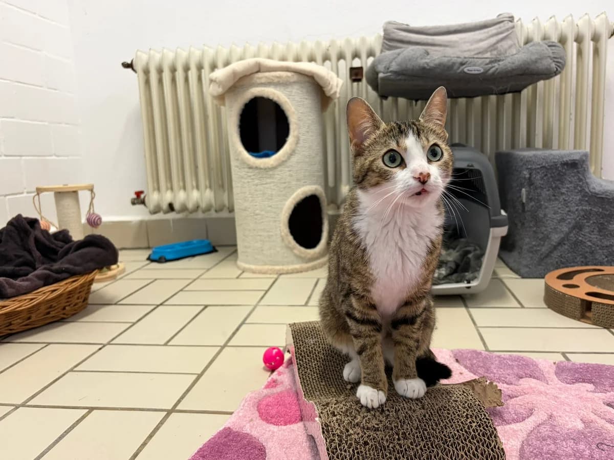 Draculaura, female young European Shorthair for adoption at Tierheim Ludwigshafen, Ludwigshafen/Rheim