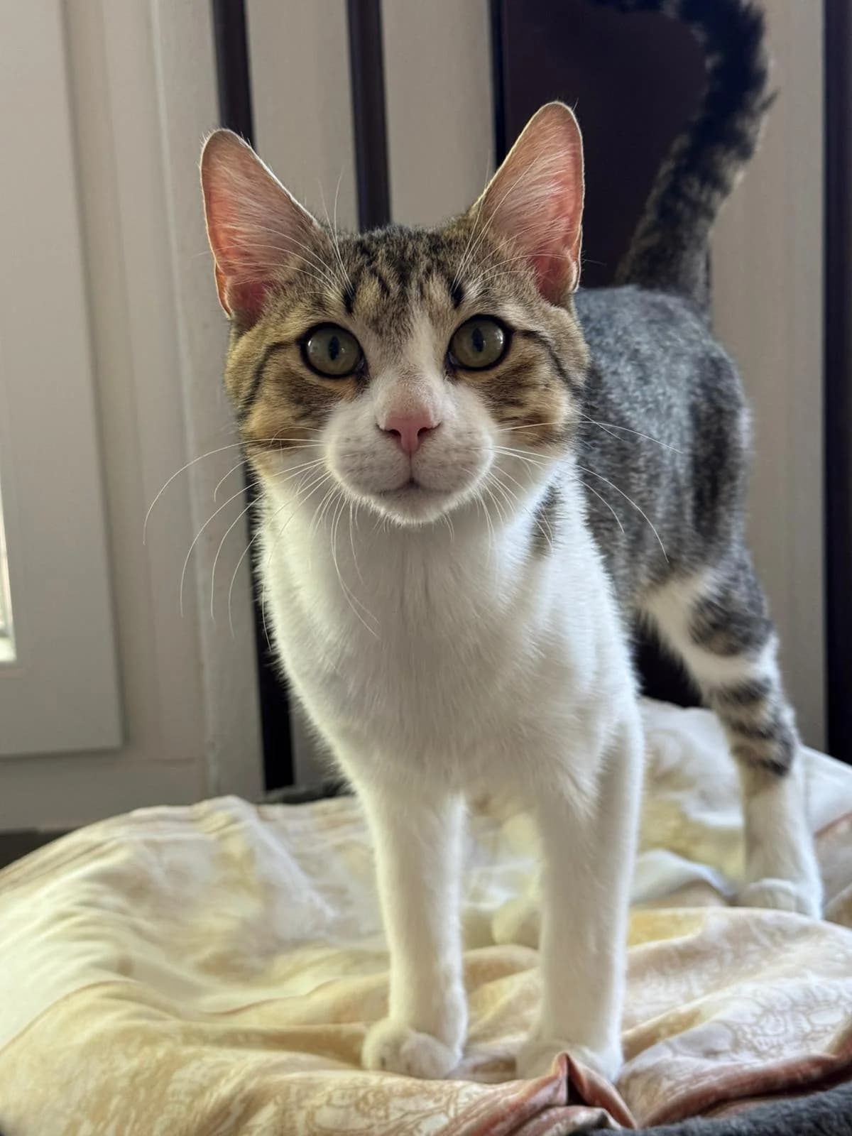 Dragon, male European Shorthair for adoption at Tierheim Ludwigshafen, Ludwigshafen/Rheim