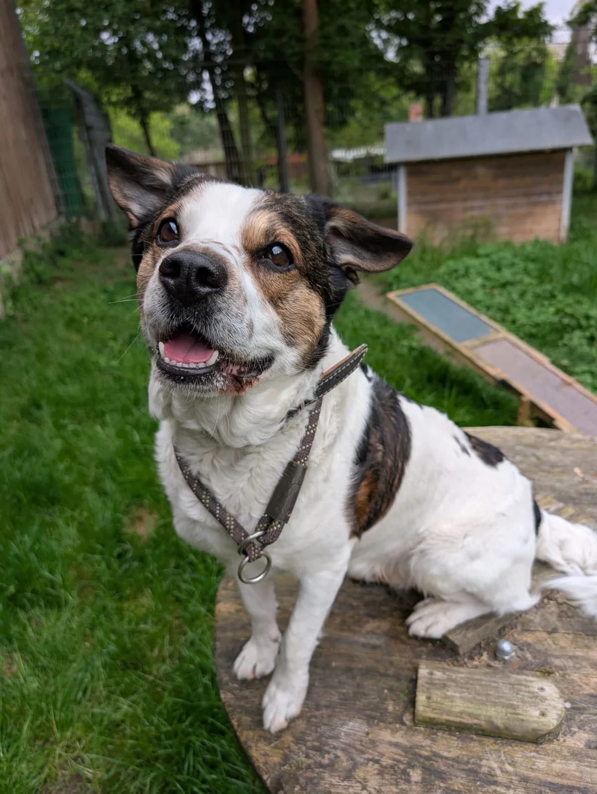 Eduard, male 4yo Mixed Breed for adoption at Tierheim Ludwigshafen, Ludwigshafen/Rheim