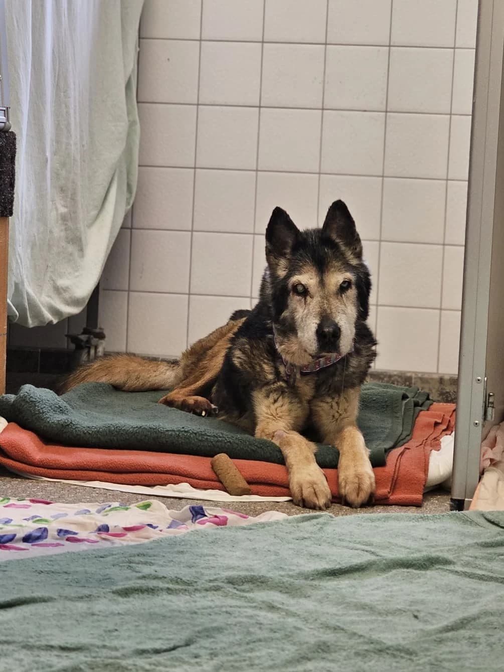 Einstein, male senior Husky for adoption at Tierheim Ludwigshafen, Ludwigshafen/Rheim