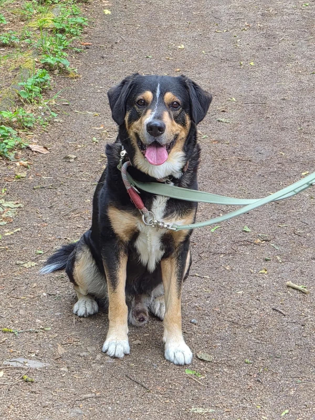 Emil, male senior mixed breed for adoption at Tierheim Ludwigshafen, Ludwigshafen/Rheim