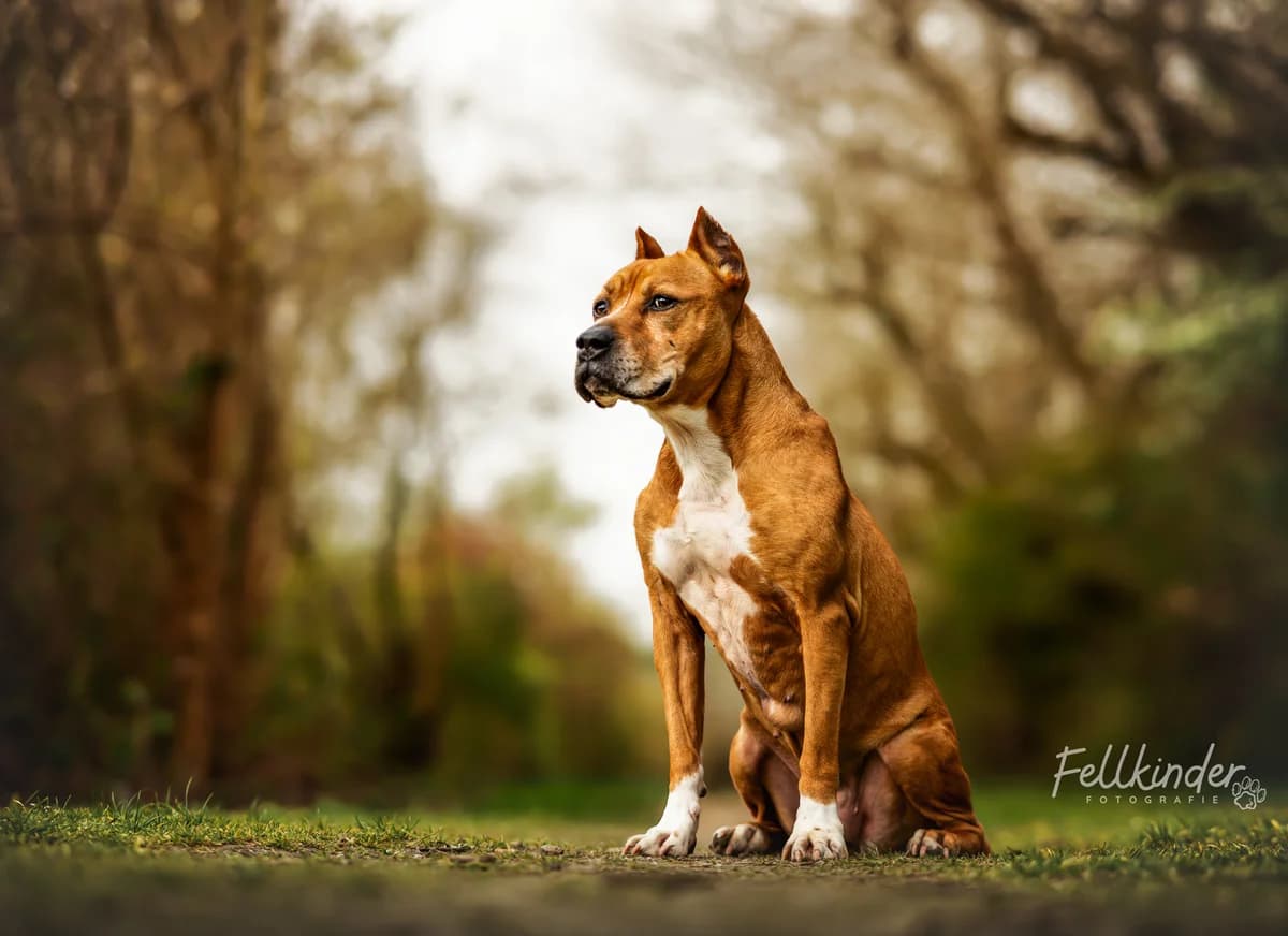 Fee, female senior American Staffordshire Terrier for adoption at Tierheim Ludwigshafen, Ludwigshafen/Rheim