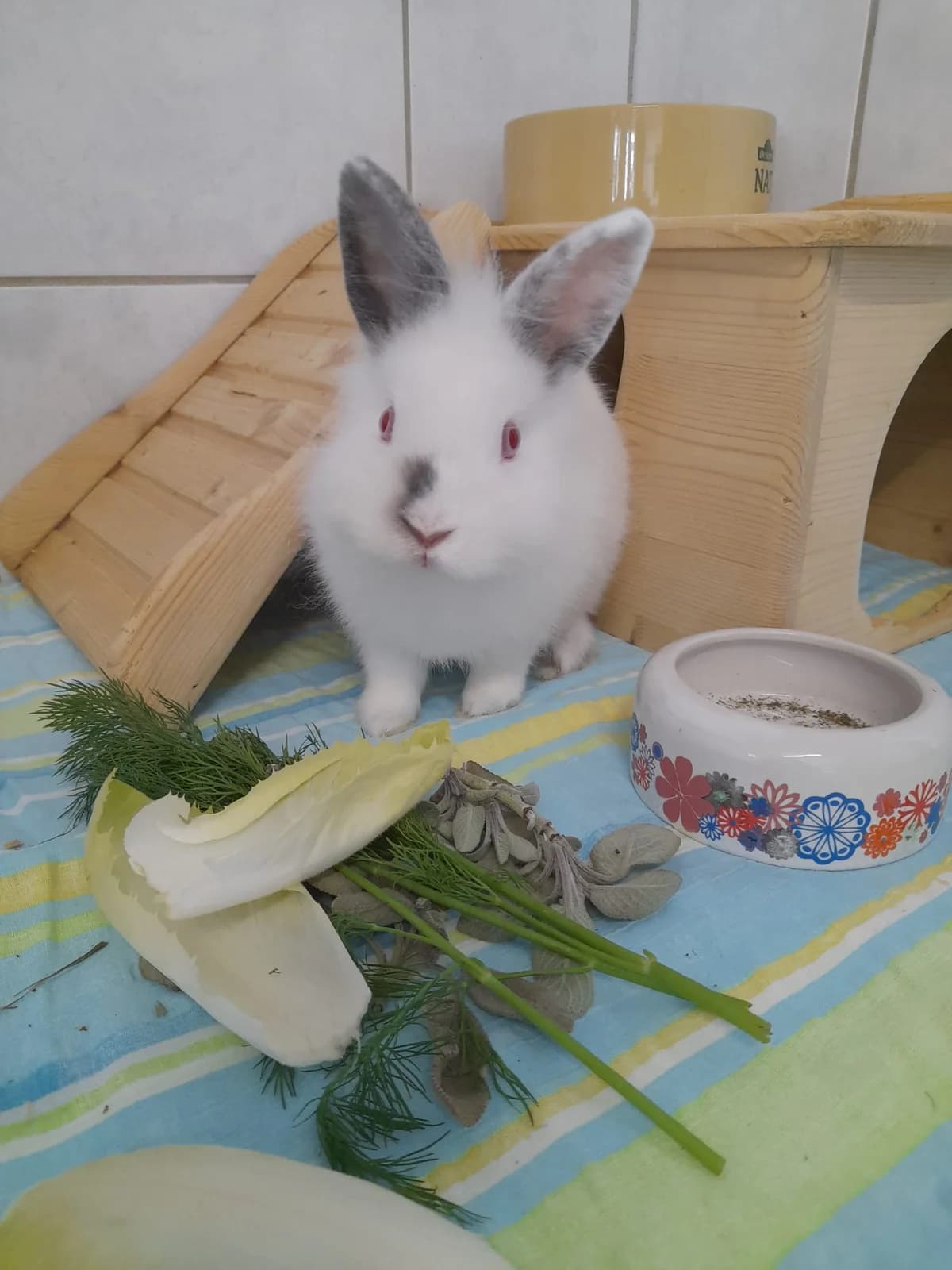 Feodora, female Mixed Breed for adoption at Tierheim Ludwigshafen, Ludwigshafen/Rheim