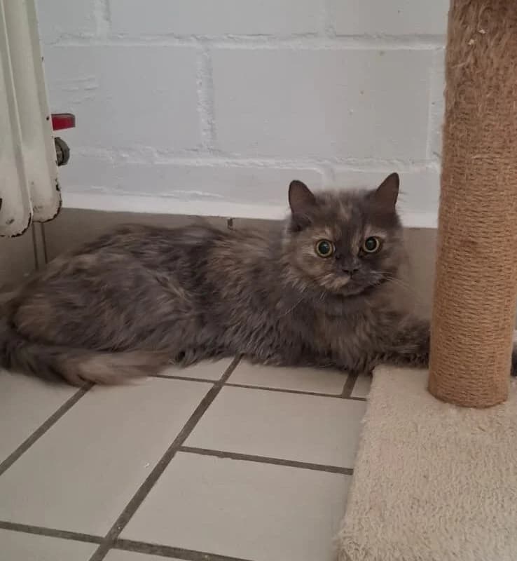 Festival, female young Persian for adoption at Tierheim Ludwigshafen, Ludwigshafen/Rheim