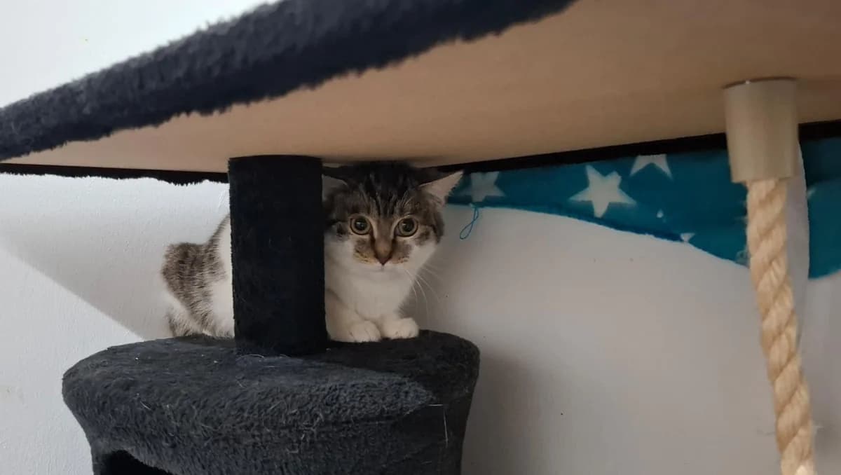 Forelle, female European Shorthair for adoption at Tierheim Ludwigshafen, Ludwigshafen/Rheim