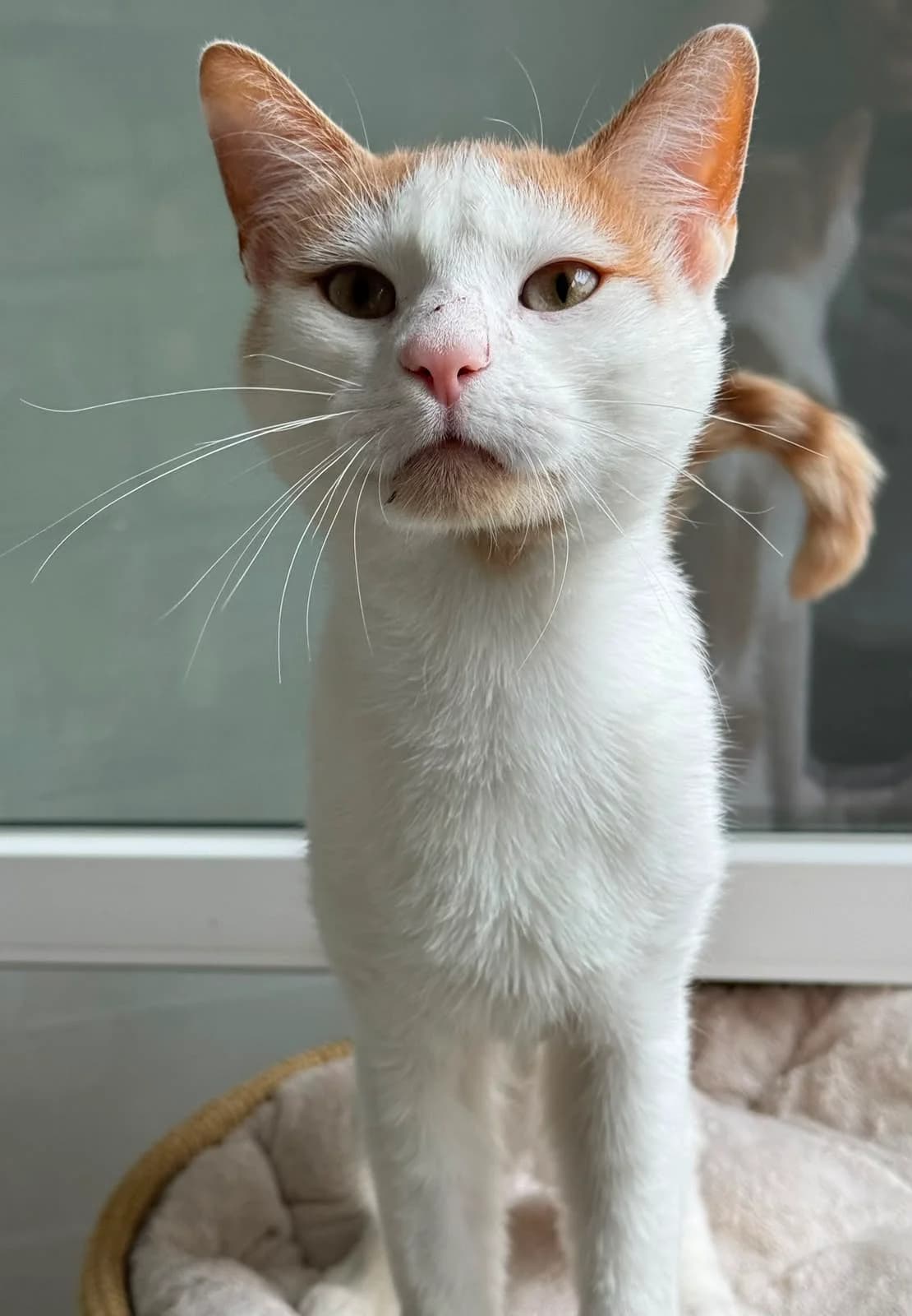 Freddy, male young European Shorthair for adoption at Tierheim Ludwigshafen, Ludwigshafen/Rheim