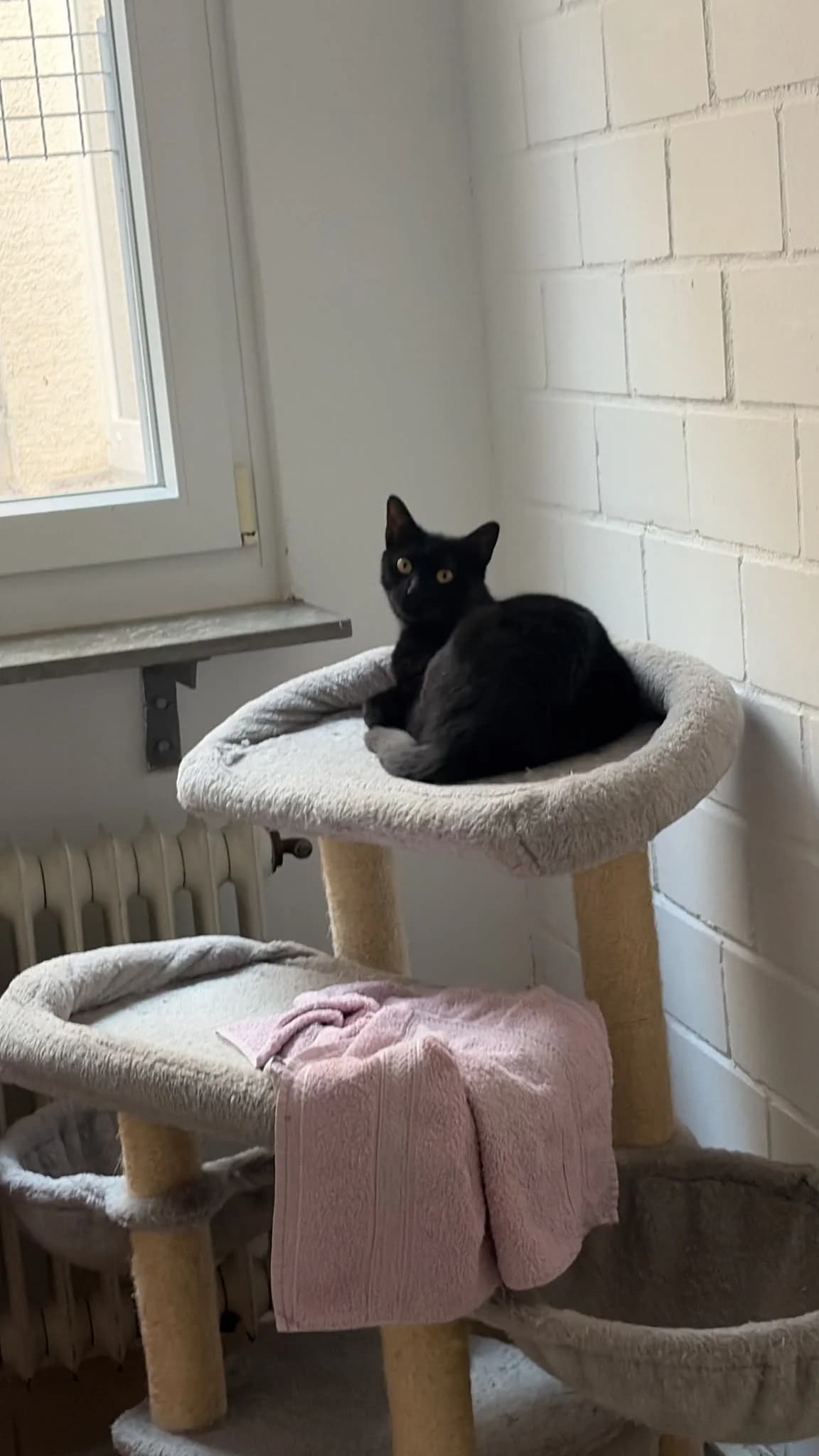 Fuel, female young European Shorthair for adoption at Tierheim Ludwigshafen, Ludwigshafen/Rheim