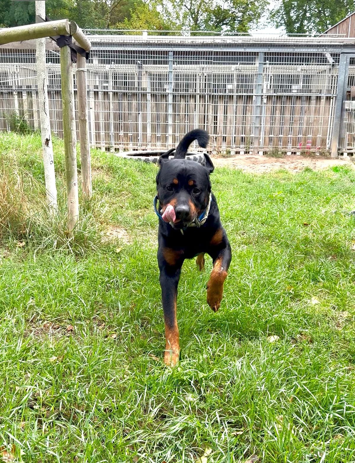 Gargamel, male 7yo Rottweiler for adoption at Tierheim Ludwigshafen, Ludwigshafen/Rheim