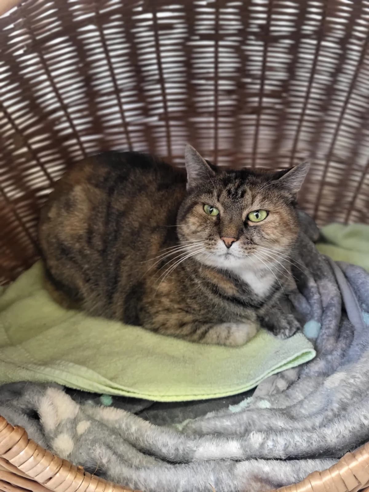 Gasolina, female senior European Shorthair for adoption at Tierheim Ludwigshafen, Ludwigshafen/Rheim