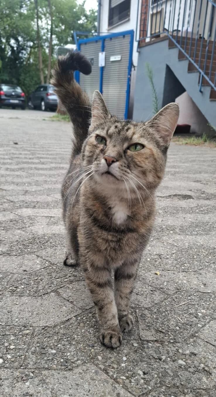 Gasolina, female senior European Shorthair for adoption at Tierheim Ludwigshafen, Ludwigshafen/Rheim