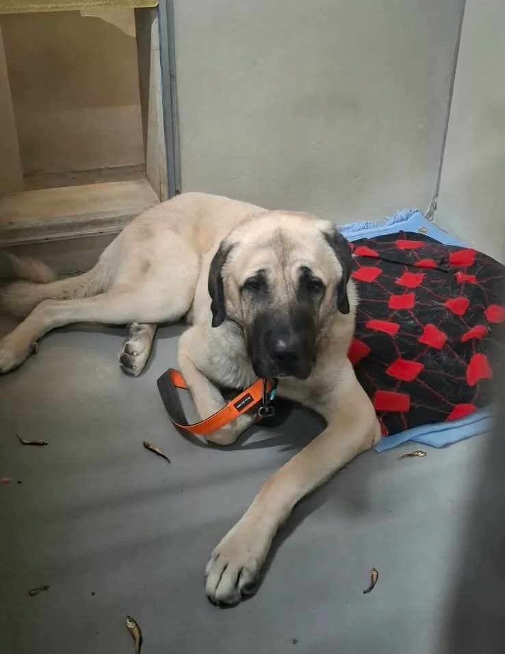 Gnom, male young Kangal for adoption at Tierheim Ludwigshafen, Ludwigshafen/Rheim