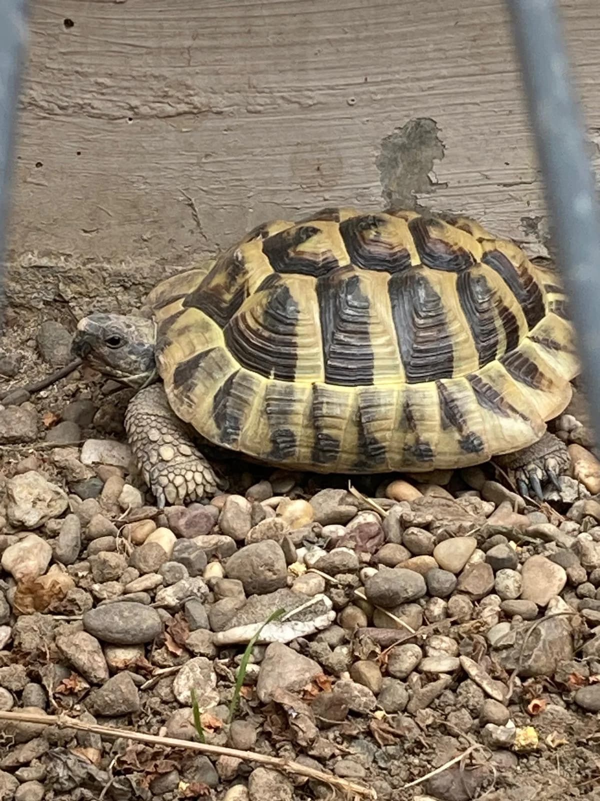 griechische Landschildkröten, mixed breed for adoption at Tierheim Ludwigshafen, Ludwigshafen/Rheim