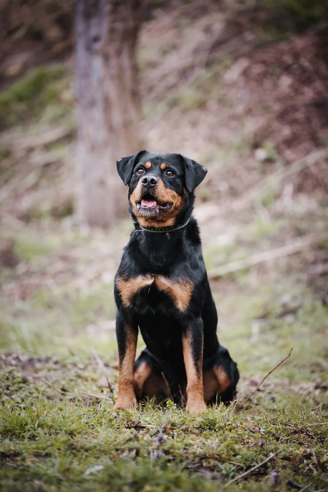 Grimm, male 7yo Rottweiler for adoption at Tierheim Ludwigshafen, Ludwigshafen/Rheim