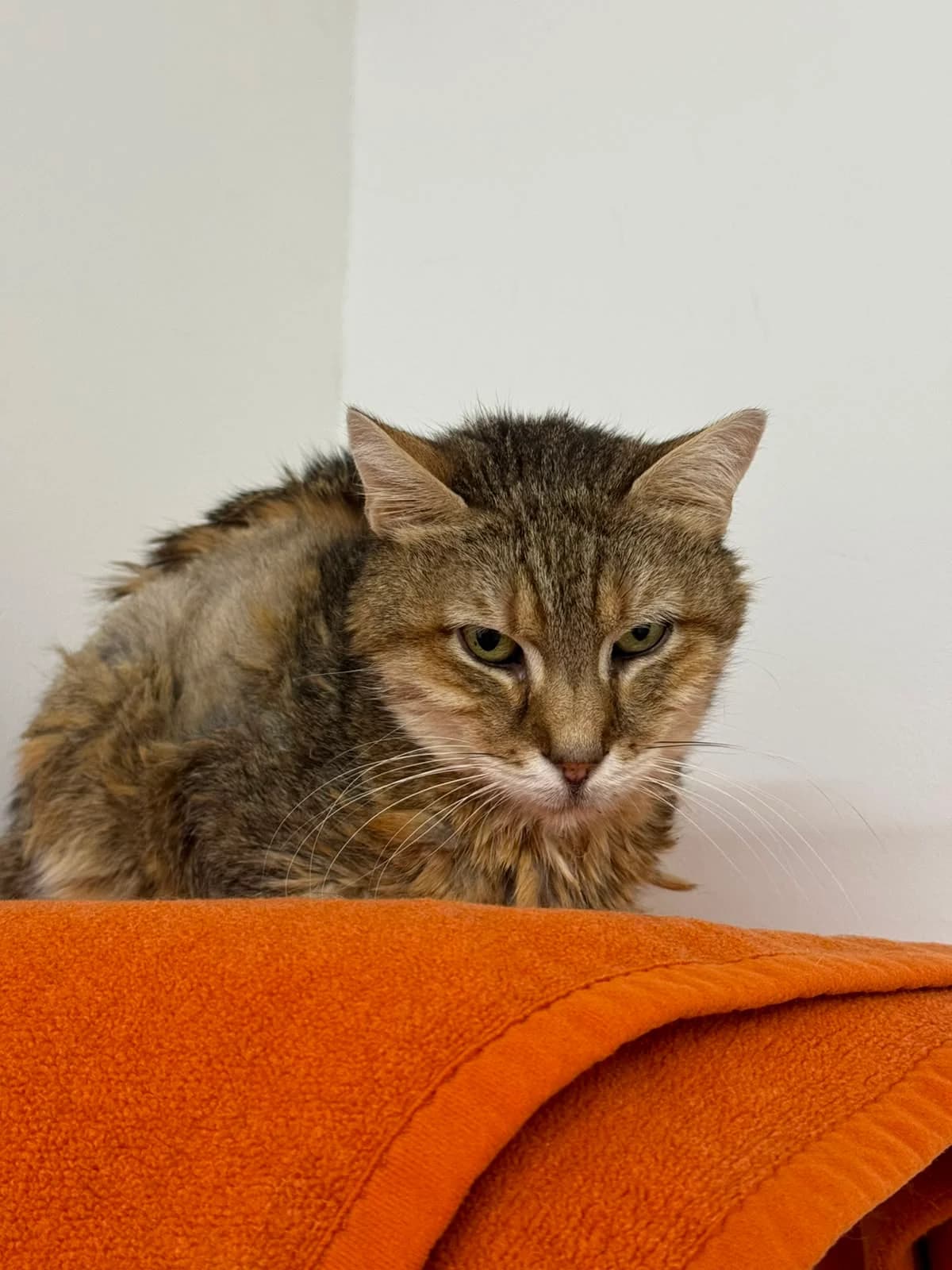 Gundel, female European Shorthair for adoption at Tierheim Ludwigshafen, Ludwigshafen/Rheim
