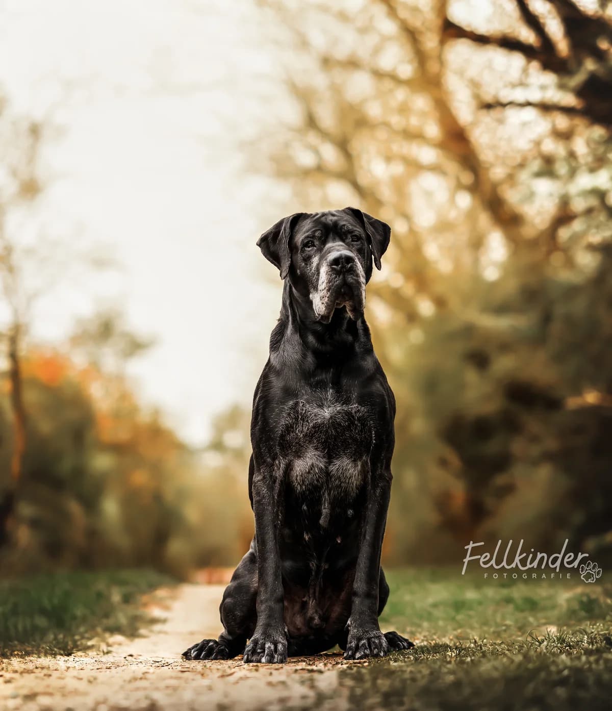 Ilan, male senior mixed breed for adoption at Tierheim Ludwigshafen, Ludwigshafen/Rheim