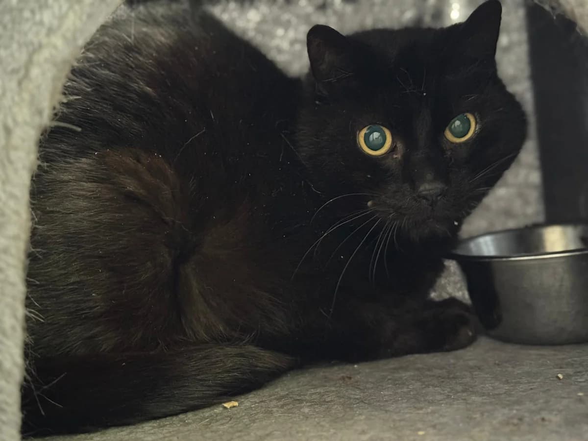 Ileas, male 7yo European Shorthair for adoption at Tierheim Ludwigshafen, Ludwigshafen/Rheim