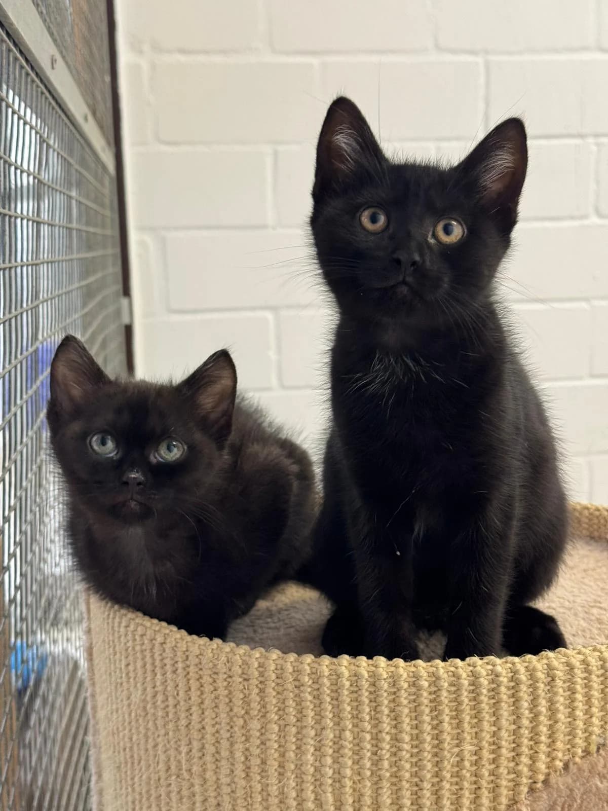 Iron & Iva, female puppy European Shorthair for adoption at Tierheim Ludwigshafen, Ludwigshafen/Rheim