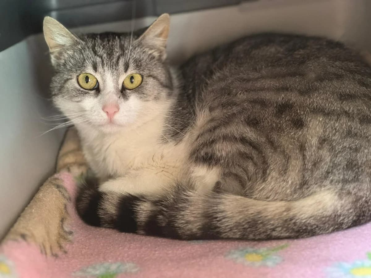 Ivana, female young European Shorthair for adoption at Tierheim Ludwigshafen, Ludwigshafen/Rheim