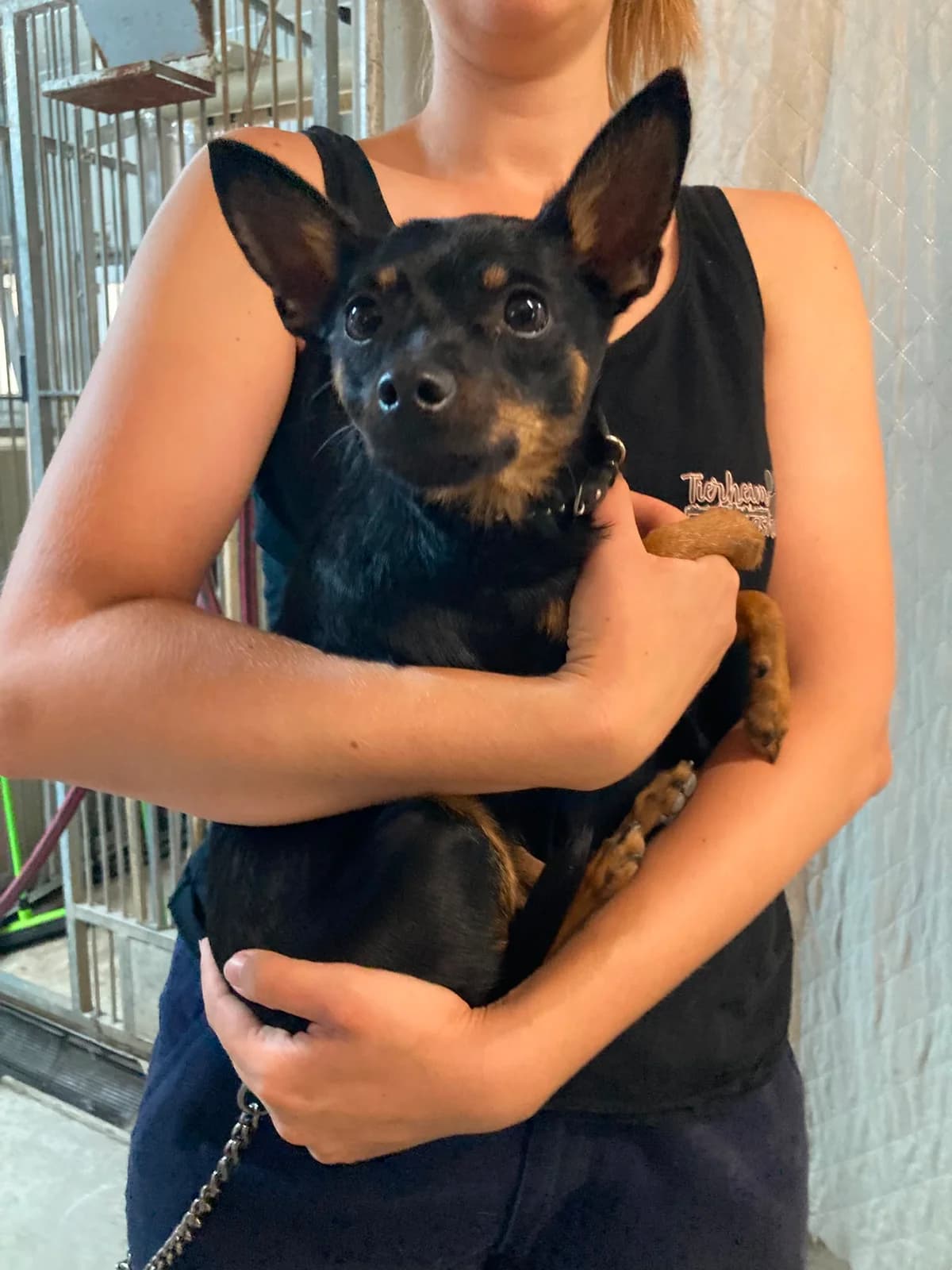 Jakob, male young Mixed Breed for adoption at Tierheim Ludwigshafen, Ludwigshafen/Rheim