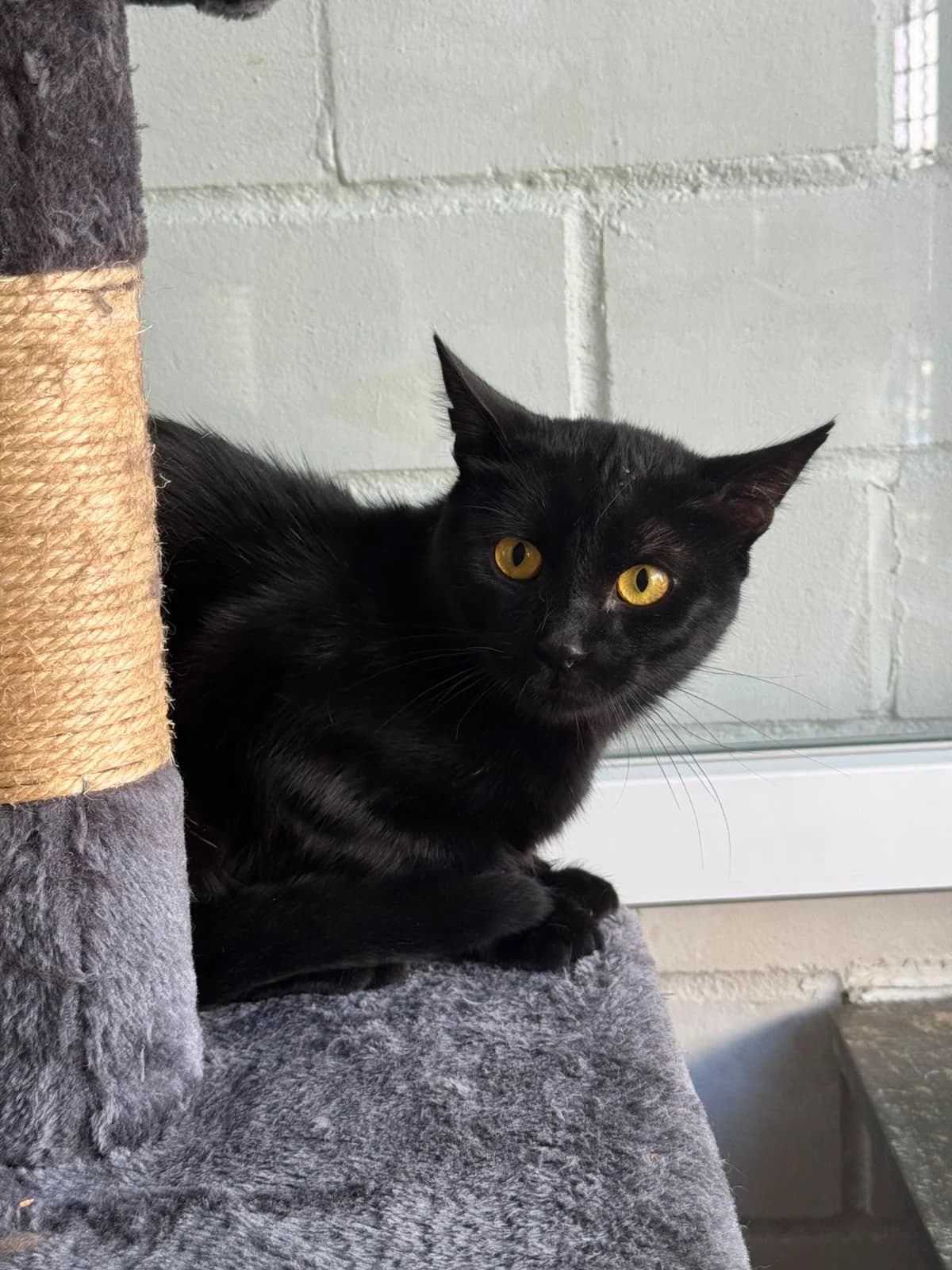 Janne, male young European Shorthair for adoption at Tierheim Ludwigshafen, Ludwigshafen/Rheim