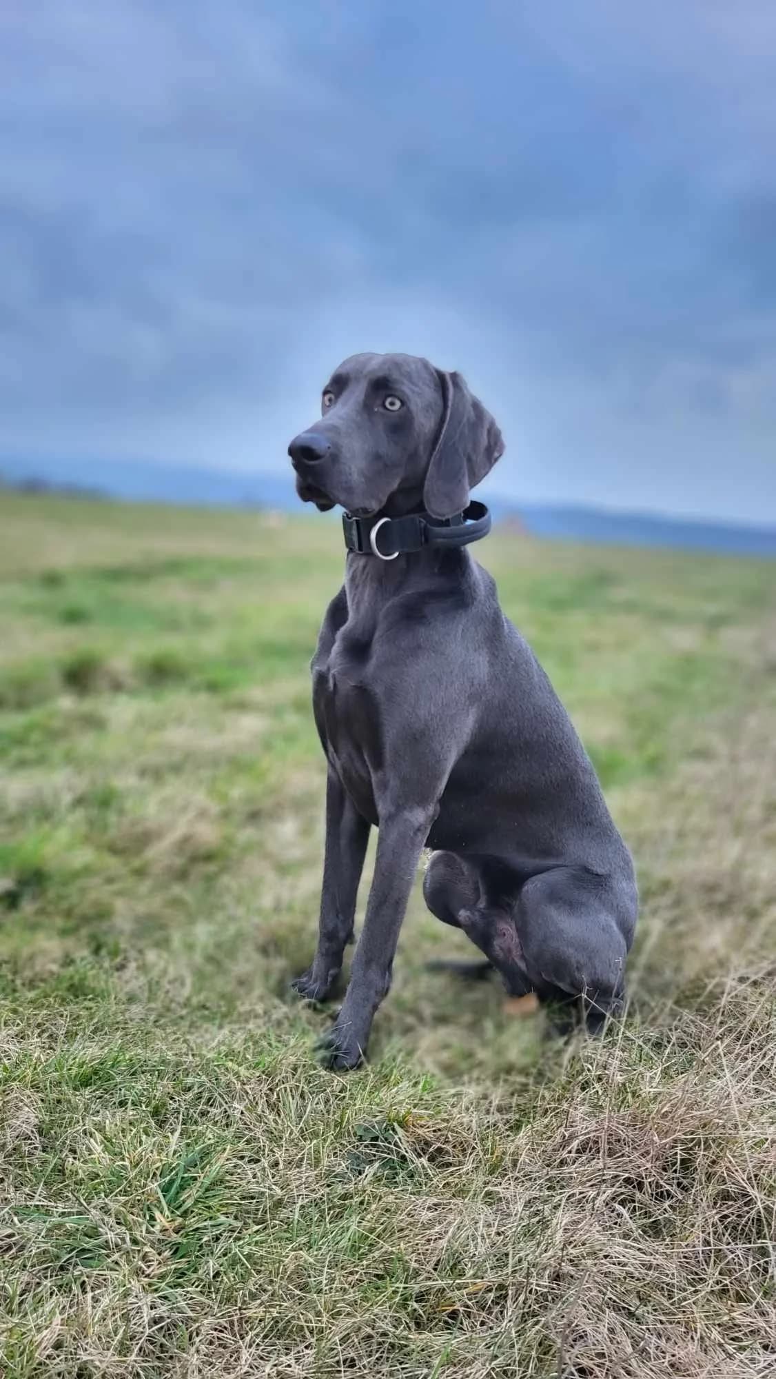 Janosch, male 5yo Weimaraner for adoption at Tierheim Ludwigshafen, Ludwigshafen/Rheim