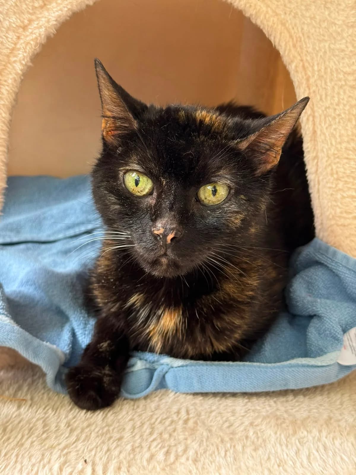 Journey, female 7yo European Shorthair for adoption at Tierheim Ludwigshafen, Ludwigshafen/Rheim