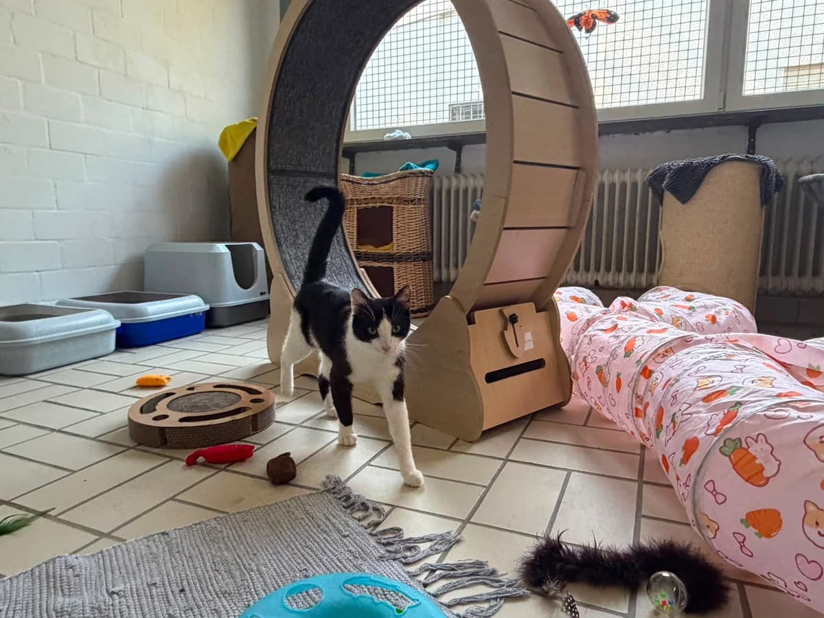Kaiser, male European Shorthair for adoption at Tierheim Ludwigshafen, Ludwigshafen/Rheim