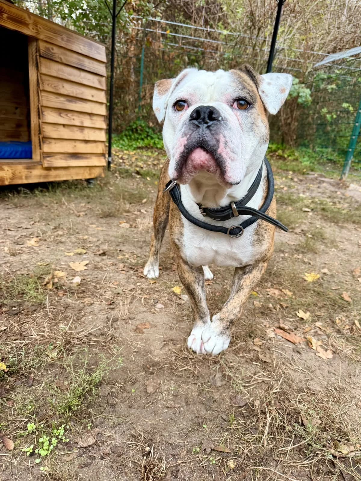 Kalle, male 5yo English Bulldog for adoption at Tierheim Ludwigshafen, Ludwigshafen/Rheim