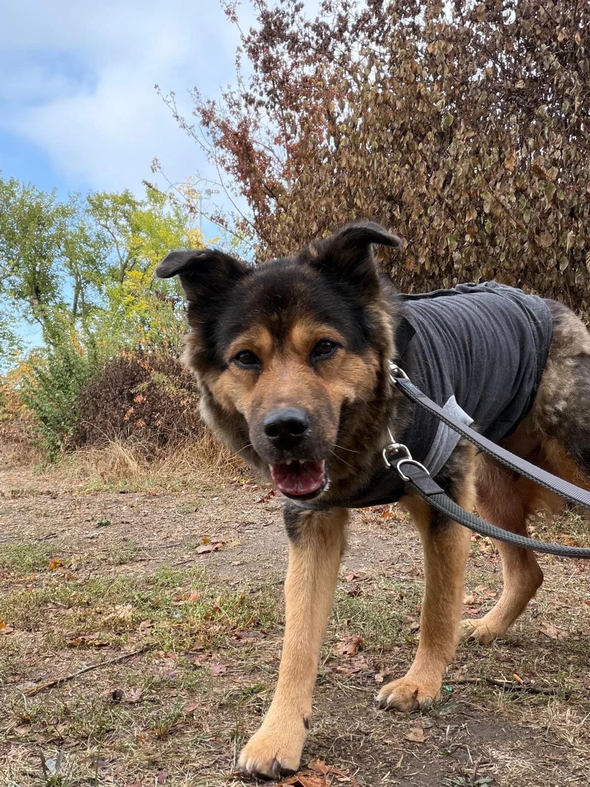 Kamila, female senior German Shepherd for adoption at Tierheim Ludwigshafen, Ludwigshafen/Rheim