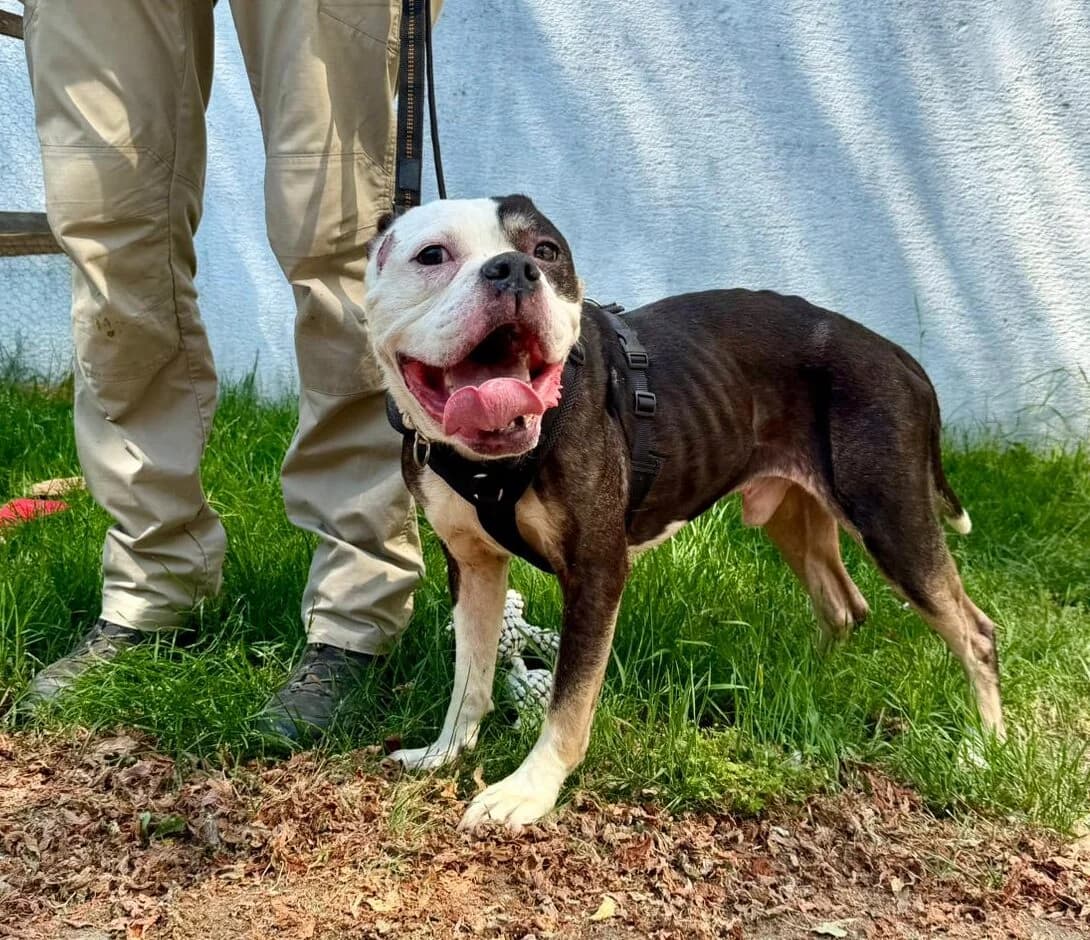 Kermit, male 4yo English Bulldog for adoption at Tierheim Ludwigshafen, Ludwigshafen/Rheim
